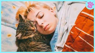 Sweetest Cat Sleeping with Human ️ Cat Becomes a Special Friend