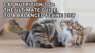 Cat Nutrition 101: The Ultimate Guide to a Balanced Feline Diet