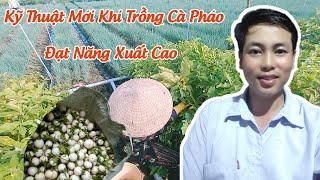 bí quyết trồng cà pháo trắng đạt năng suất cao : chia sẻ kỹ thuật mới - huỳnh thủy tinh vlog