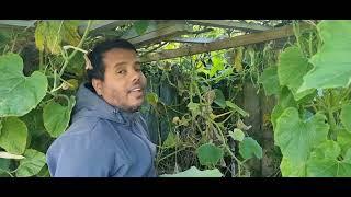 New Zealand Mahfuza Rahman's Garden Tour | Bangladeshi Vlogger's Vegetable Garden | Christchurch |