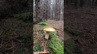 Boletus edulis, Porcino, Steinpilze #shorts #new #trending #foryou #nature #forest #wood #mushroom