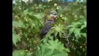 Jamaican Black Castor Oil Farm