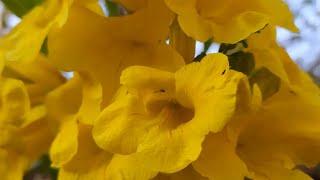 Tecoma Stans | Yellow Bells | Yellow Trumpetbush | Yellow Elder. [ Farmhand Bans ]