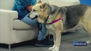 Pet of the Week: Momma, Humane Society of Schuyler County