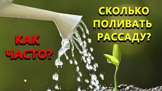 Сколько и как часто поливать рассаду?