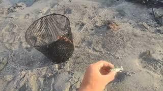 How to Catch Mud Minnows like a PRO