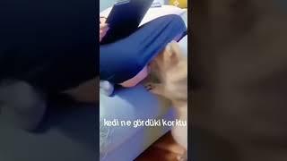 KEDİ ŞOK#short #keşfet #fyp #foryou #tiktok #funny #cat #cute #shorts #komik #comedy #youtubeshort