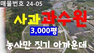 [No 24-05] 강릉탑부동산 토지매매 주문진읍 장덕리 사과 과수원 3,000평 매매 / 문의 강릉탑부동산 033.644.9321