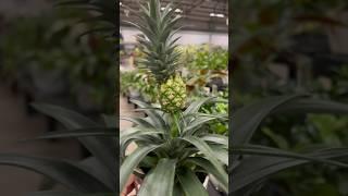 GARDEN CENTER BABY PINEAPPLE PLANT #plantmom #tropicalplants #pineapple #walmartfinds