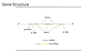 MCB 182 Lecture 1.2 - Review - Gene structure