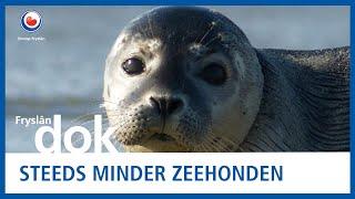 Zeehond verdwijnt: onderzoekers staan voor raadsel | FRYSLAN DOK