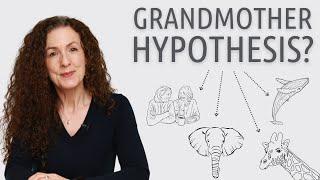 Why Do Women Have a Menopause? | My Midlife Story