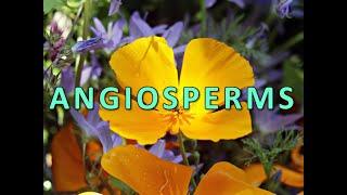 Angiosperms