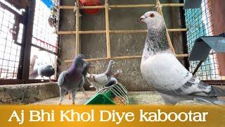 Aj Fir khole kabootar | X Fighter Birds