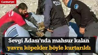 Sevgi Adası'nda mahsur kalan yavru köpekler böyle kurtarıldı