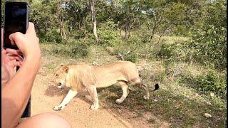 4 Lions Passing Safari Vehicle