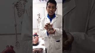 Heart Anatomical Position By Abdullah||Asadullah TV.BD||#Heart