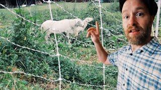 Gardening with Sheep