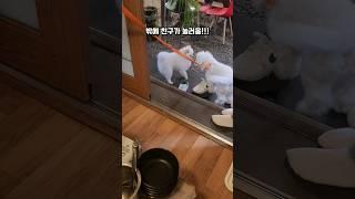 가족모임에 참석한 강아지 춘밤이!
