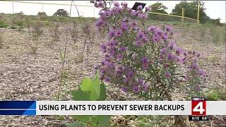 Using plants to prevent sewer backups