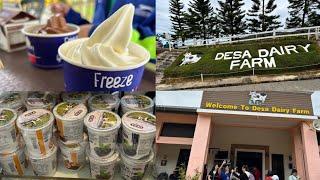 大马纽西兰 Desa Dairy Farm 攻略  | 沙巴昆达山必去的景点之一| Desa Dairy Farm Sabah Kundasang Visiting Guide