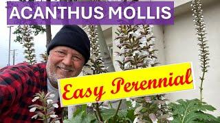 Acanthus mollis Bear's Breech - tips, tall flower spikes, easy perennial, vivaces opulentes & fleurs