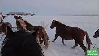 Табунное коневодство в декабре. Табун ходит кучно, не делится.