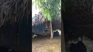 వర్షం కురుస్తున్న వేళలో అమ్మ వాళ్ళ గోశాల#ytshort #ytshorts #nature #village #villagevlog