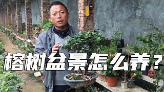 How can a banyan tree bonsai grow luxuriantly? You can also master these breeding methods!