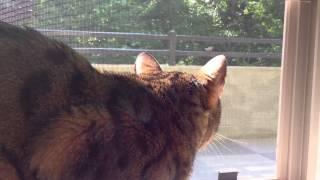 Bengal Cat Chattering at a Bird