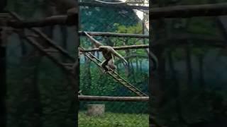 Funny Monkey | #shorts | #bongboyavijit |