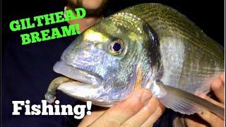 Fishing For GILTHEAD BREAM! Tips and Tactics !