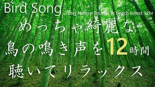 【めっちゃ綺麗な鳥のさえずり 自然音12時間】 nature sounds 12hr鳥の鳴き声はブナ林に響き渡ります。Bird songで 作業/集中/睡眠/リラックス