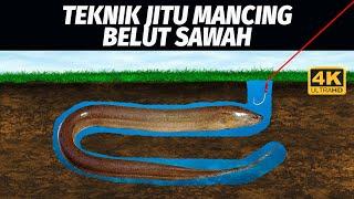 UMPAN & TEKNIK JITU MANCING BELUT SAWAH! 4K