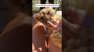 Rescue baby lion #lion #pets #rescue #rescueanimals #animals #shortvideo #shorts