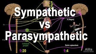 Autonomic Nervous System: Sympathetic vs Parasympathetic, Animation