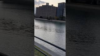 コメントで質問を頂けたら回答しますと。キヅタ、クスノキの黒い実の状態、第二船着き場を超えて、第三船着き場まで。