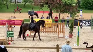 Stiltrail Working Equitation Pferd International