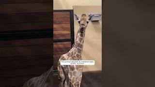 This woman adopted an orphaned baby giraffe, and then this happened #animalshorts