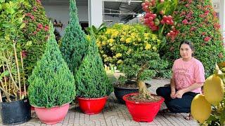 Thúy An 22/11 nhiều mặt hàng bonsai chơi Tết, đặc biệt cây ăn trái giống mới  #0939700449