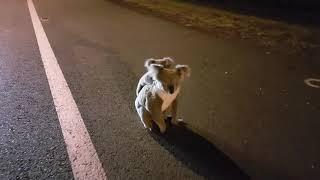 Baby koala with mum