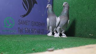 Canlı Güvercin Taklacı Oyun Kuşu Mezatı marka kuşlarla mezattayız