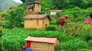 This is Himalayan Nepali village life|| Naturally And Beautiful mountain daily activities lifestyle