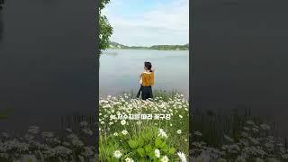 부안 마실길 많이 가시죠? 가기 전 부안 ic로 들어가면 바로 있으니 들어보세요 사람없이 주차장에서 1분컷으로 조용히 꽃구경할 수 있어요 #5월여행 #부안여행 #샤스타데이지