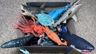 Sea Animals Box - Shark, Dolphin, Whaleshark, Octopus, Squid, Goblin Shark, Great White Shark