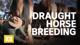 Draught horse breeders