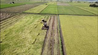 Combine Harvesting - Rice