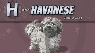 The Havanese