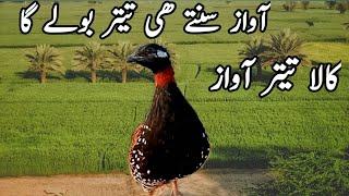 Kala teetar ki awaz/Kale tetar ke video/black teetar awaz/#birds#birdslover#blackfrancolin#channel