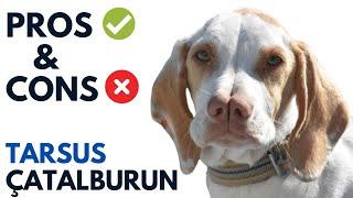 Turkish Pointer Pros and Cons | Tarsus çatalburun Advantages and Disadvantages